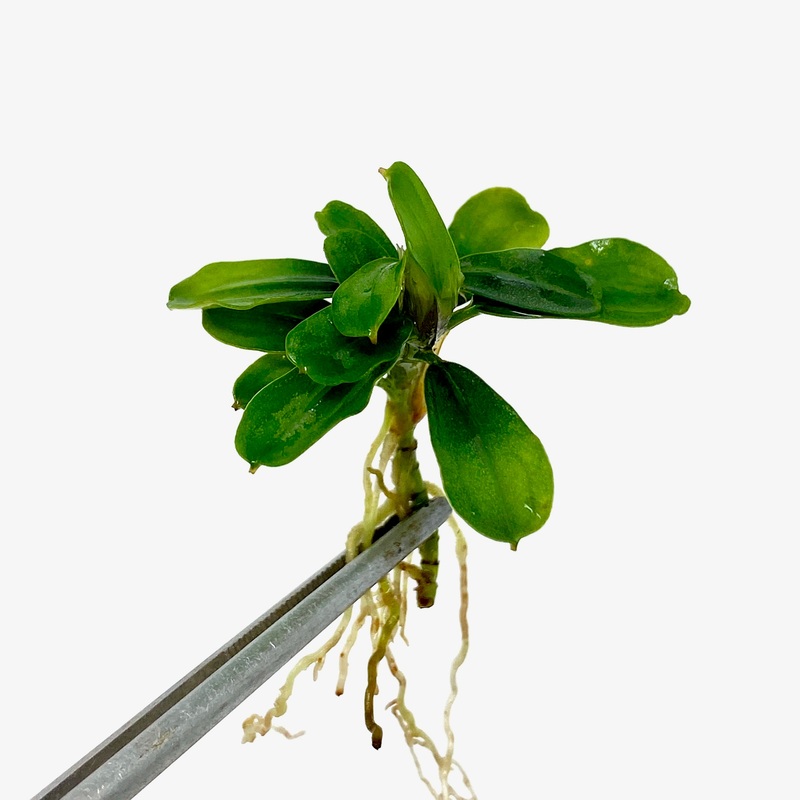 Bucephalandra apple leaf