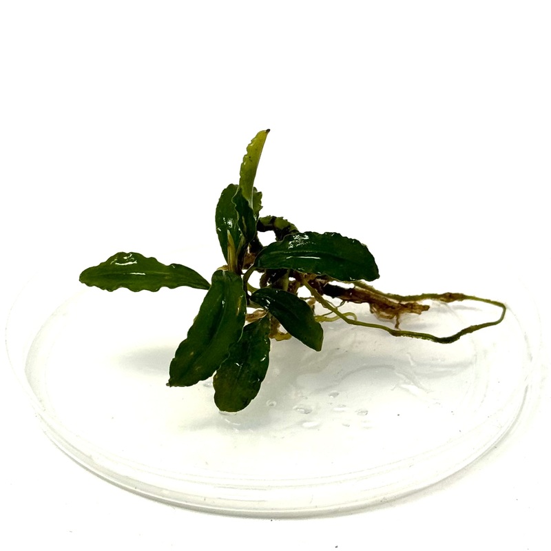 Bucephalandra Brownie Amanda