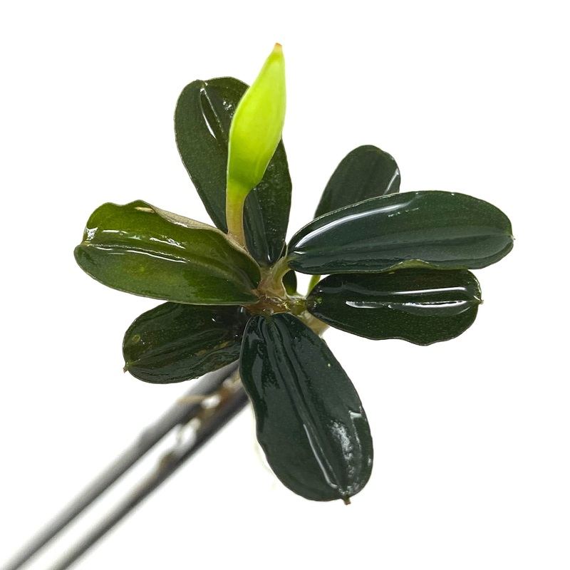 Bucephalandra brownie phoenix