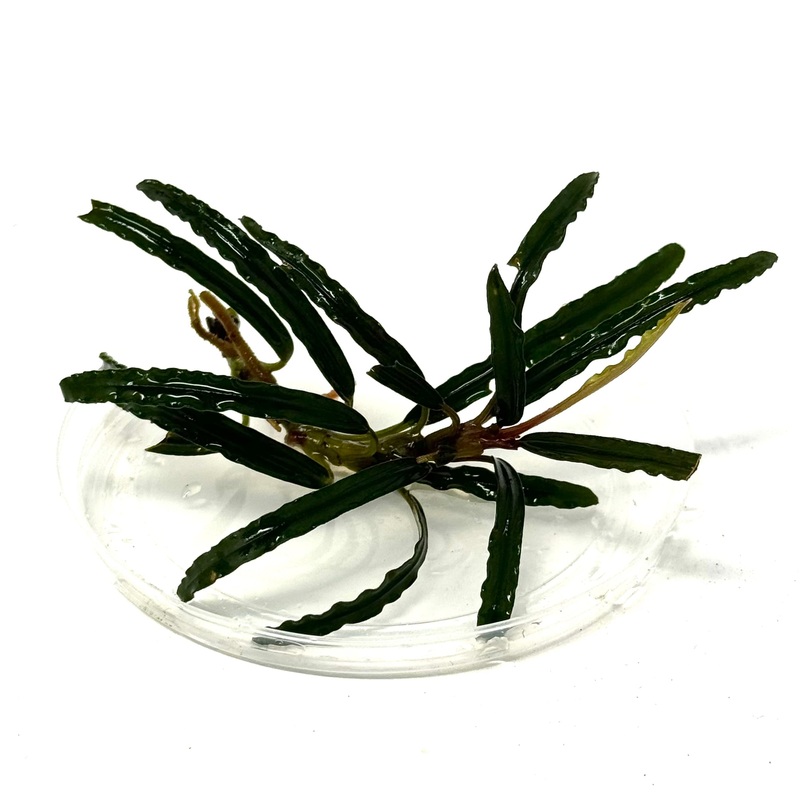 Bucephalandra Catherinae