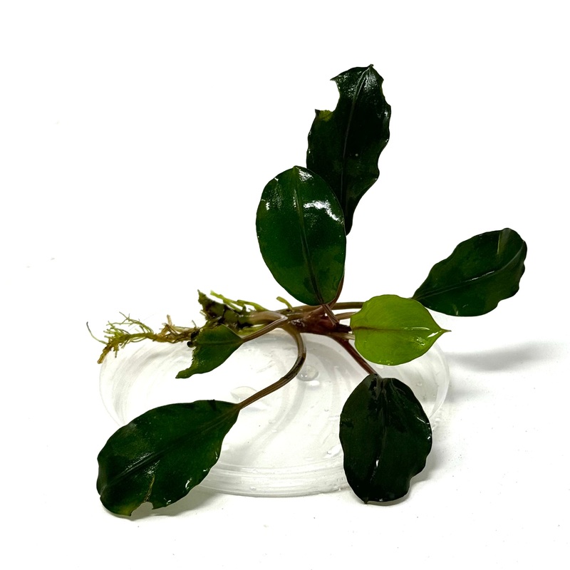 Bucephalandra Peacock