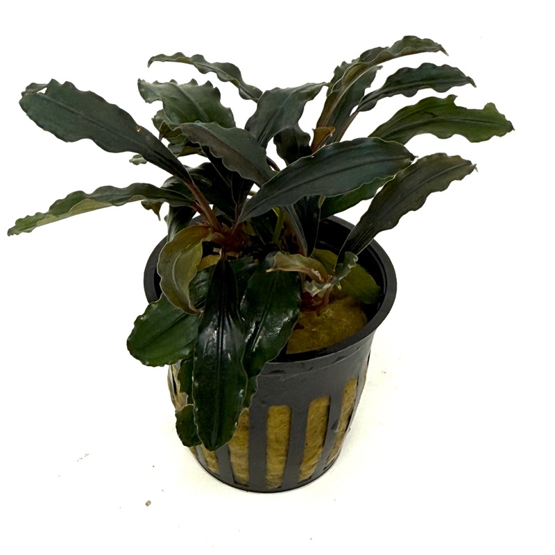 Bucephalandra Theia (potted)
