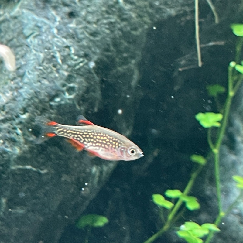 Celestial Pearl Danio (Danio margaritatus) (Pre-paid shipping included)