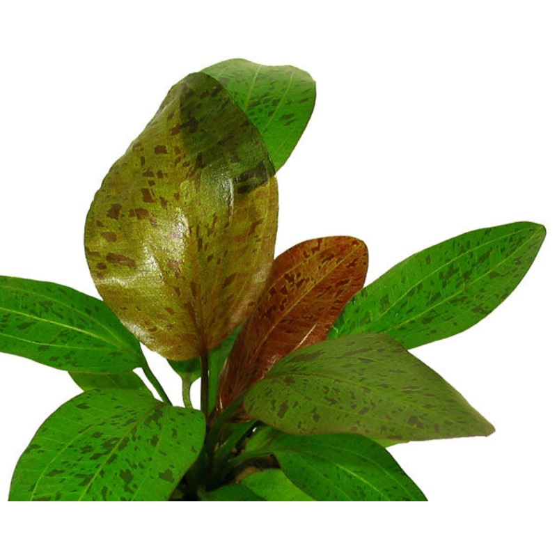 Echinodorus ozelot red (Potted)