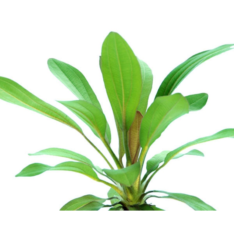 Echinodorus red rubin (Potted)