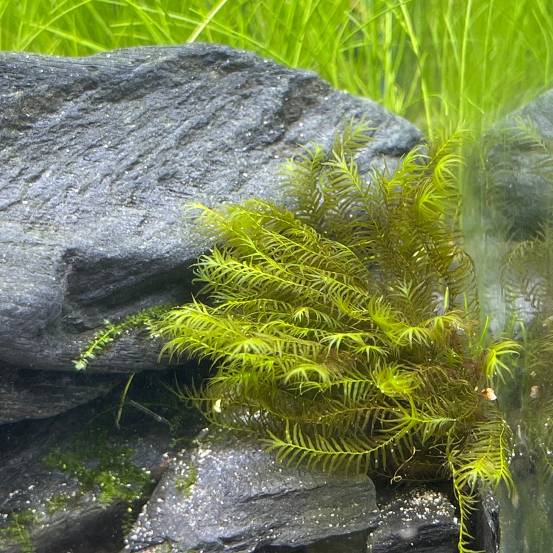Fissidens fontanus moss (loose clump)