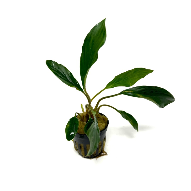 Homalomena sp broad cuneate (red stem)