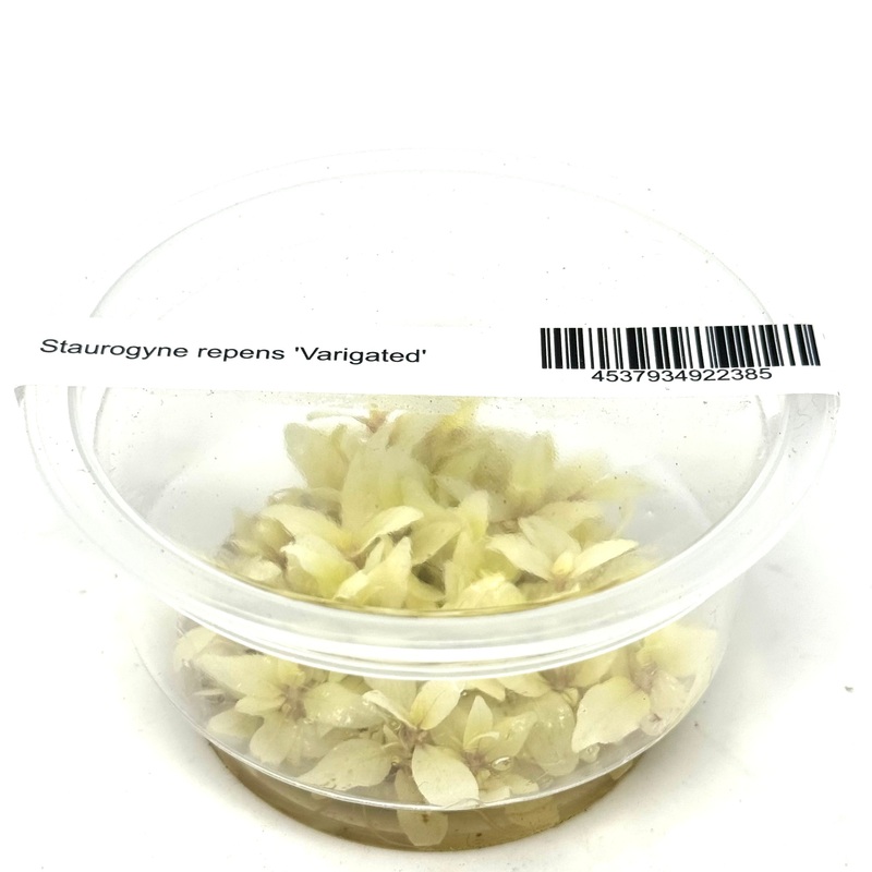 IC324 ADA Tissue Culture Plant - Staurogyne Repens 'Varigated'