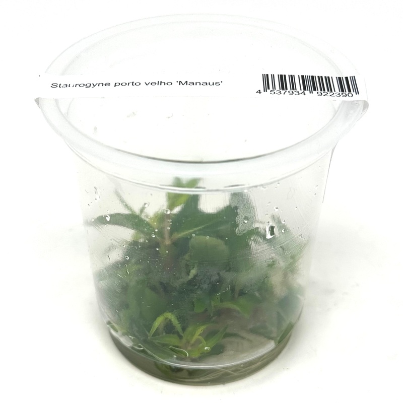 IC366 ADA Tissue Culture Plant - Staurogyne porto velho 'Manaus'