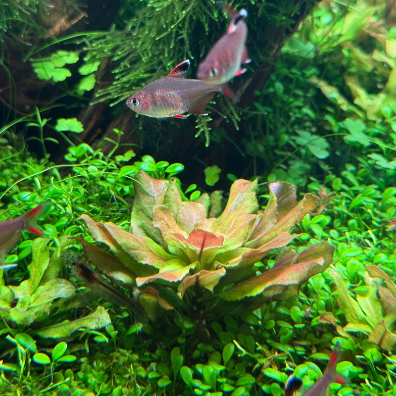 IC368 Tissue Culture  - Ludwigia sphaerocarpa