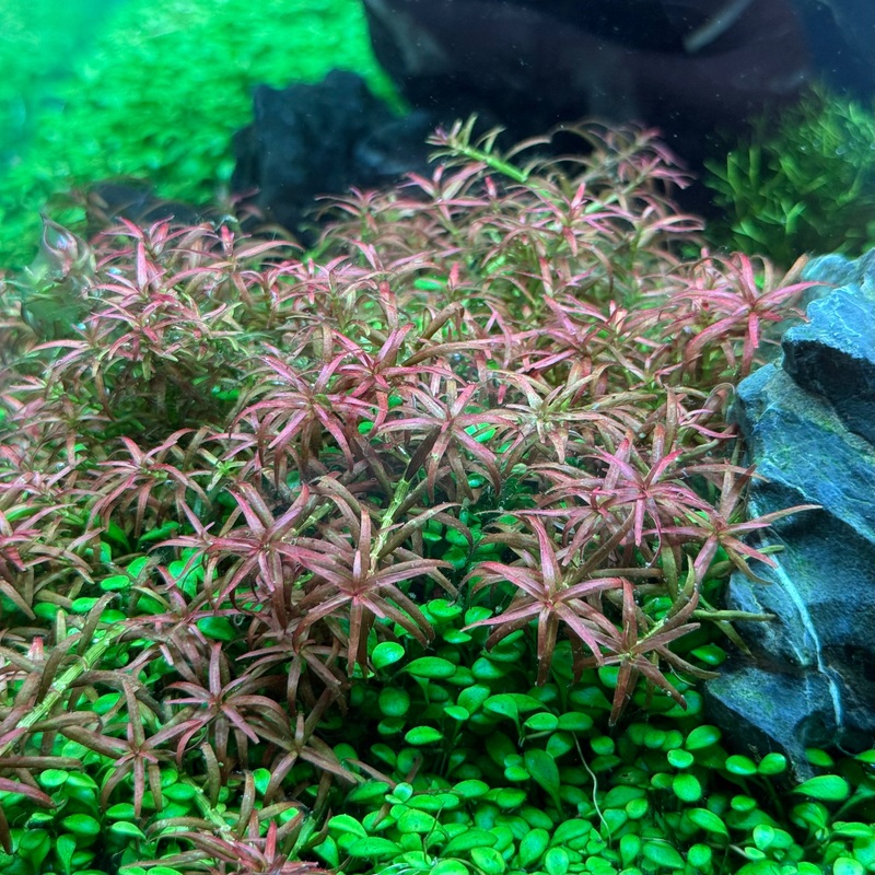 IC436 Tissue Culture  - Rotala mexicana 'Goias' (cup size: short)