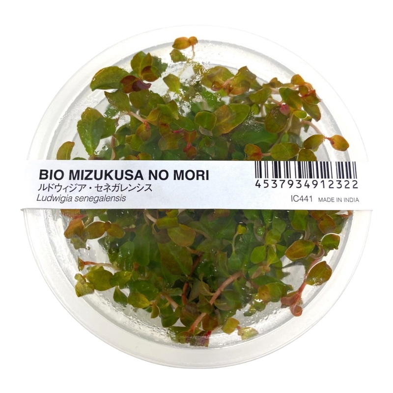 IC441 ADA Tissue Culture  - Ludwigia Senegalensis