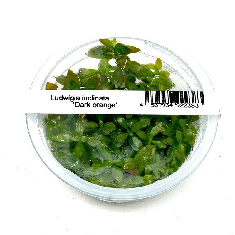 IC442 ADA Tissue Culture  - Ludwigia Inclinata 'Dark Orange'