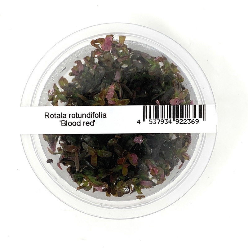 IC443 Tissue Culture  - Rotala rotundifolia 'Blood red'  (cup size: short)