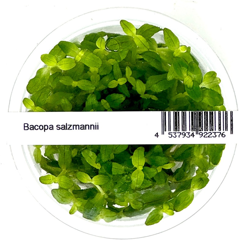 IC472 Tissue Culture  - Bacopa Salzmannii