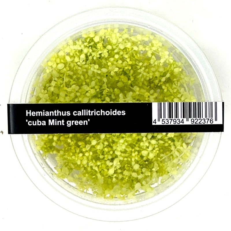 IC490 Tissue Culture  - Hemianthus callitricoides 'Mint Green'