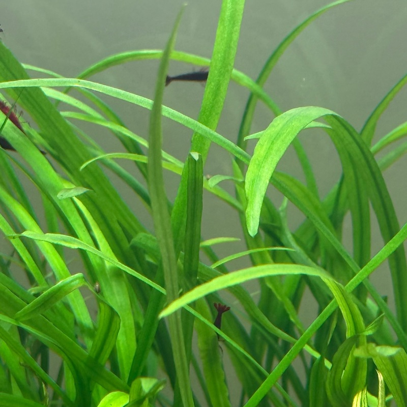 IC685 ADA Tissue Culture  - Cryptocoryne spiralis 'Caudigera'