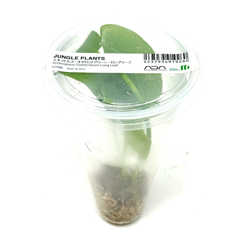LC066 ADA Jungle plants-Echinodorus 'Ozelot Green Long Leaf'  (Jungle plants cup)