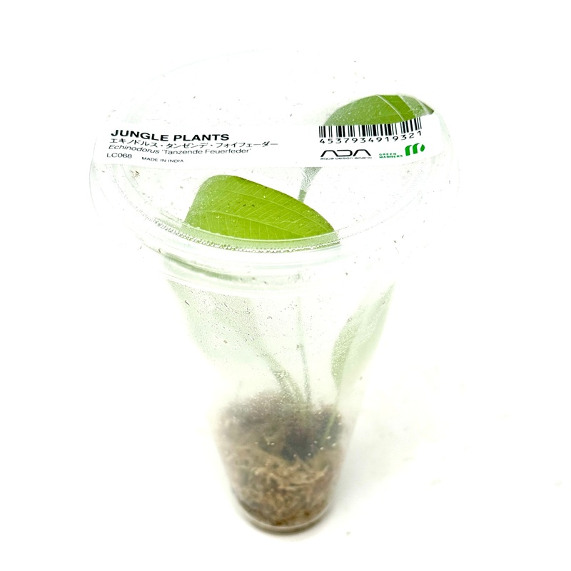 LC068 ADA Jungle plants-Echinodorus 'Tanzende Feuerfeder'  (Jungle plants cup)