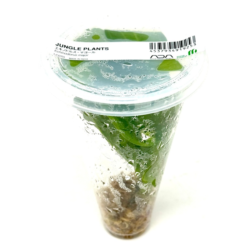 LC070 ADA Jungle plants-Echinodorus Major  (Jungle plants cup)