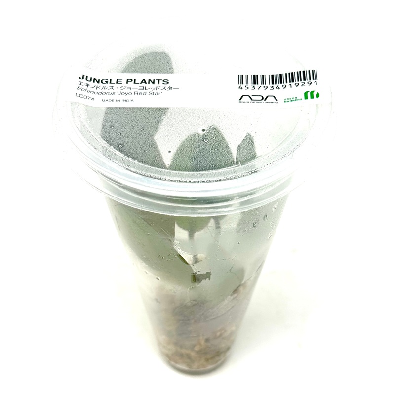 LC074 ADA Jungle plants-Echinodorus 'Joyo Red Star'  (Jungle plants cup)