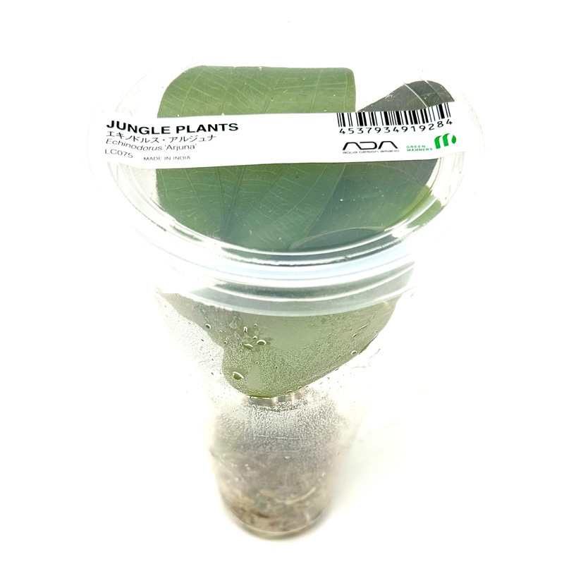 LC075 ADA Jungle plants-Echinodorus 'Arjuna'  (Jungle plants cup)