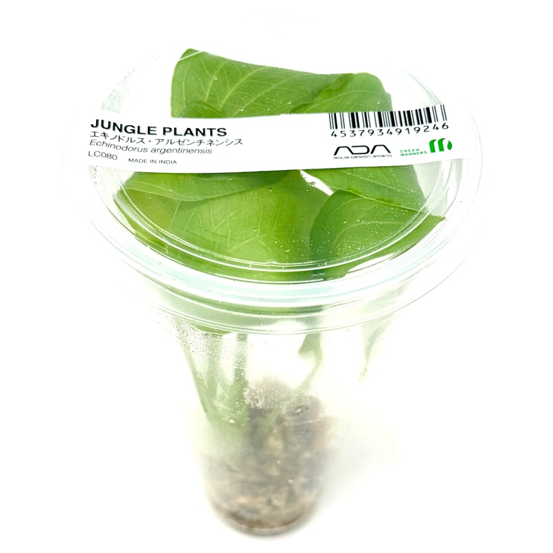 LC080 ADA Jungle plants-Echinodorus argentinensis  (Jungle plants cup)