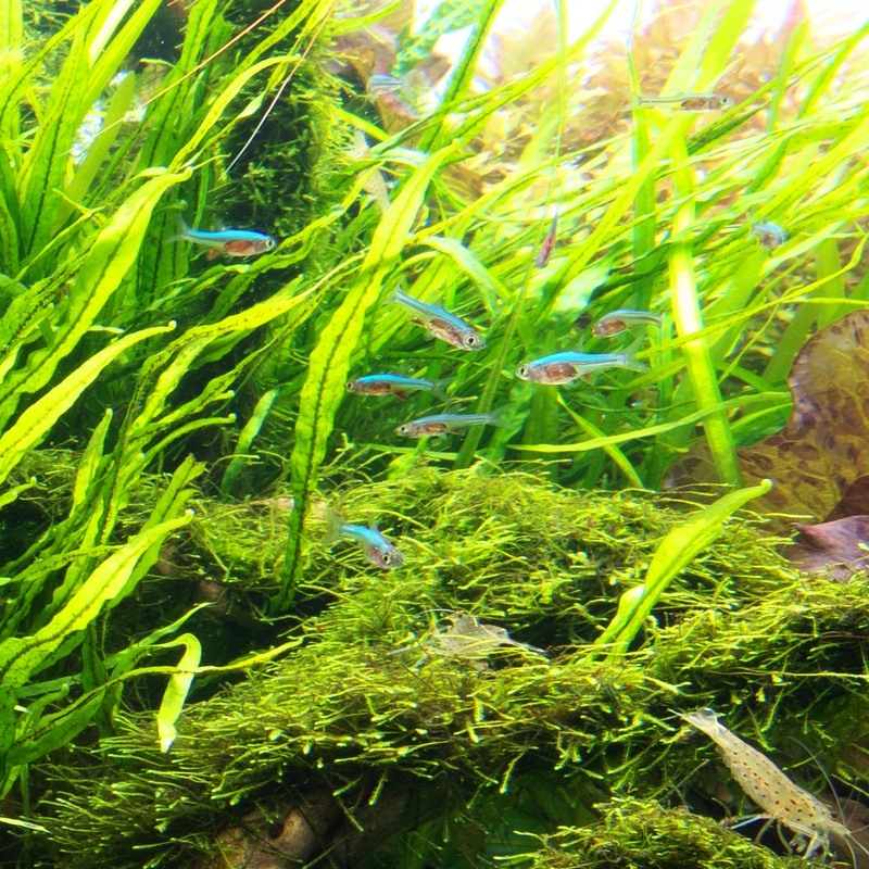 LC101 ADA Jungle plants-Microsorum sp. 'Narrow Leaf'  (Jungle plants cup)