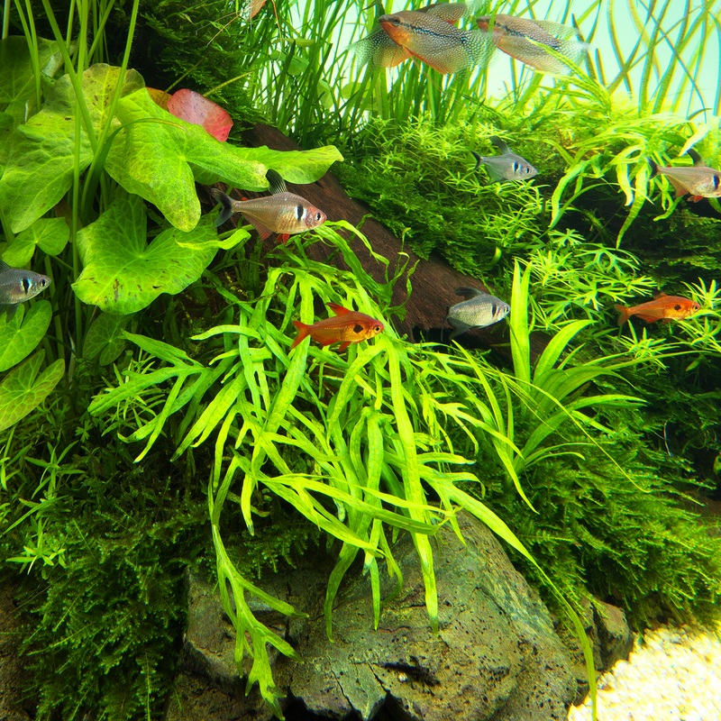 LC103 ADA Jungle plants-Microsorum sp. 'Trident'  (Jungle plants cup)
