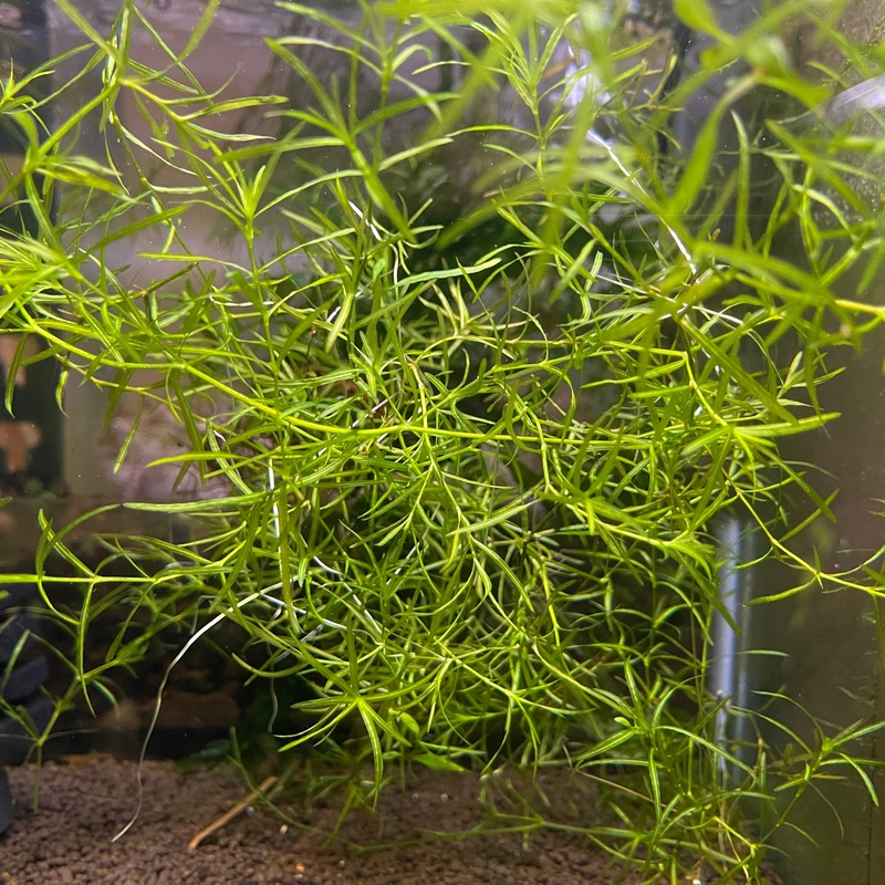 Najas Indica (Guppy Grass)