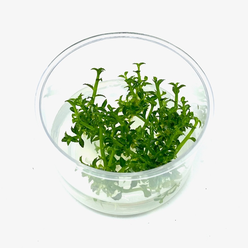 Tissue Culture  - Ammannia sp towuti