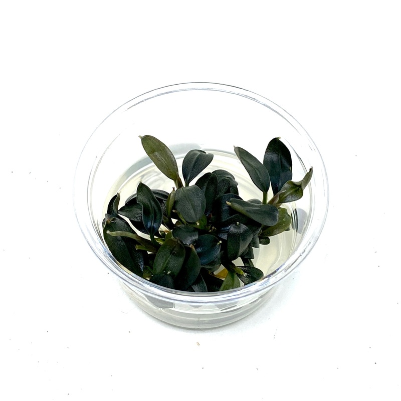 Tissue Culture  - Bucephalandra brownie phoenix (cup size: small)