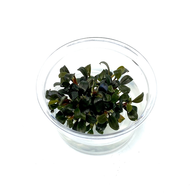 Tissue Culture  - Bucephalandra kedagang mini round (cup size: small)