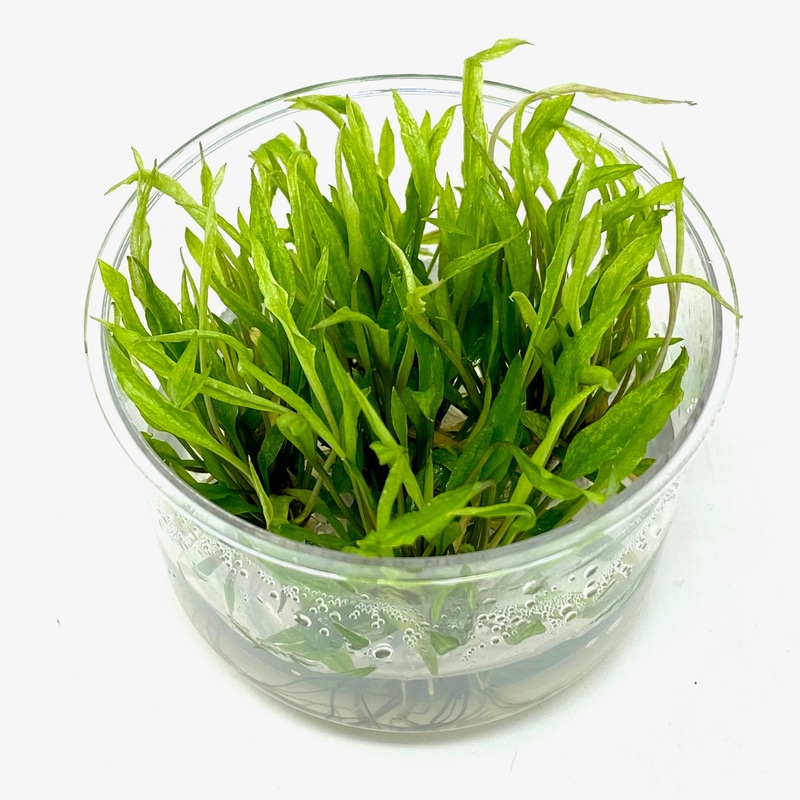 Tissue Culture  - Cryptocoryne wendtii green gecko (cup size: standard)