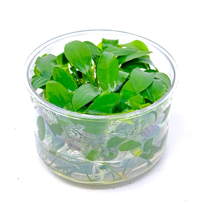 Tissue Culture  - Homalomena sp Sekadau South (cup size: standard)