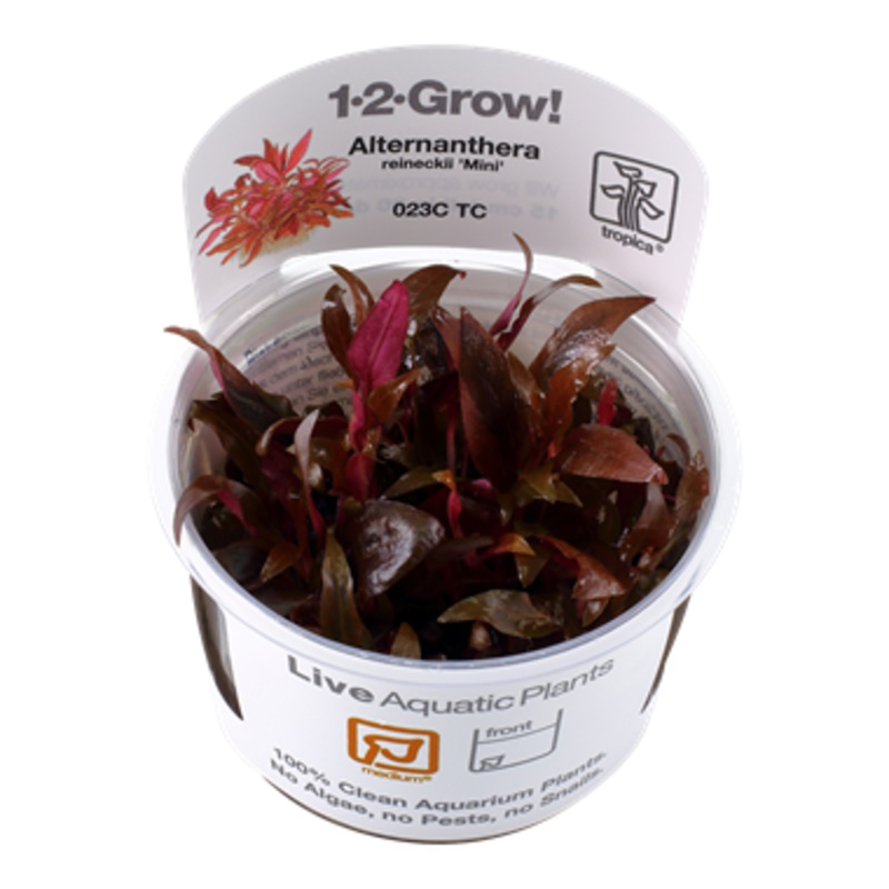 Tropica Aquarium Plants:  Alteranthera Reineckii "Mini" (TC)  Tropica 1-2-Grow!