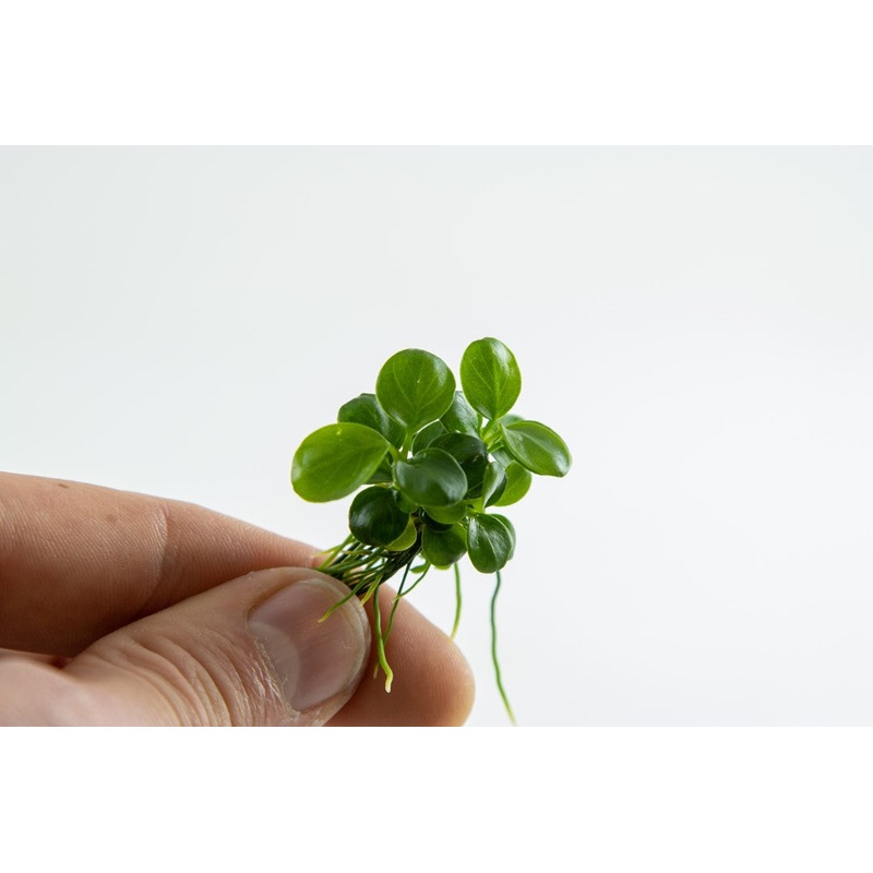 Tropica Aquarium Plants:  Anubias 'Mini Coin' (TC)  Tropica 1-2-Grow!