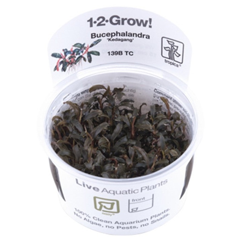 Tropica Aquarium Plants: Bucephalandra 'Kedagang' (TC)  Tropica 1-2-Grow!