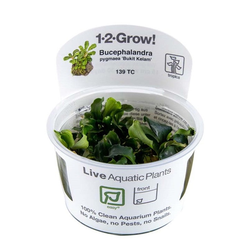 Tropica Aquarium Plants: Bucephalandra pygmaea 'Bukit Kelam' (TC)  Tropica 1-2-Grow!