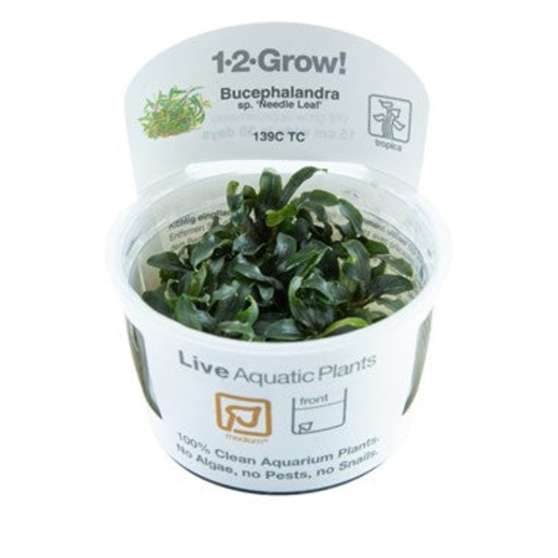 Tropica Aquarium Plants: Bucephalandra sp. 'Needle leaf' (TC)  Tropica 1-2-Grow!