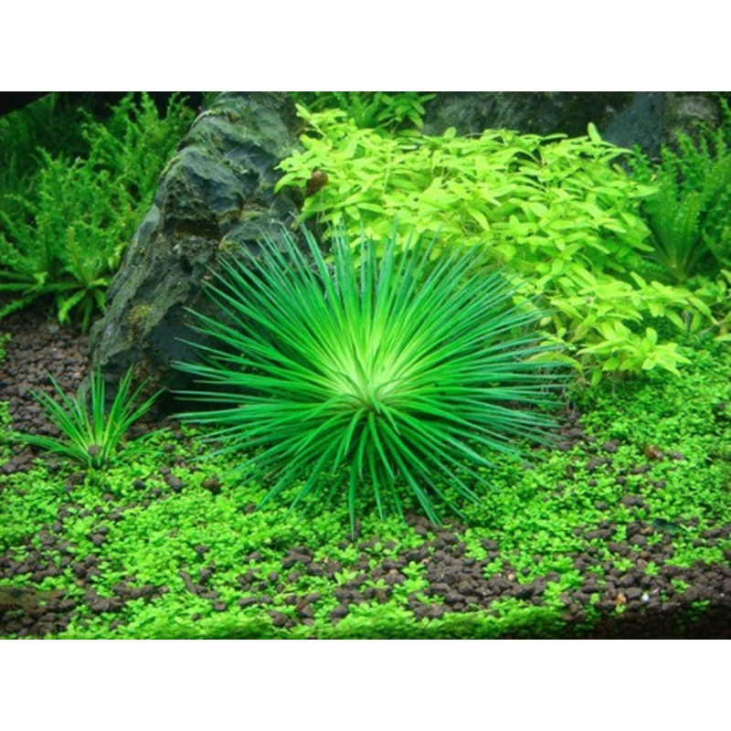 Tropica Aquarium Plants:  Eriocaulon Cinereum (TC)  Tropica 1-2-Grow!