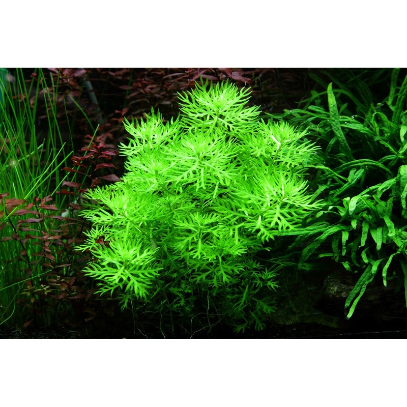 Tropica Aquarium Plants:  Hottonia Palustris (TC)  Tropica 1-2-Grow!