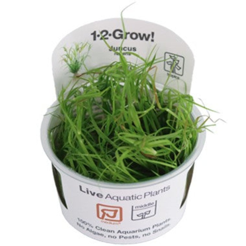 Tropica Aquarium Plants: Juncus repens (TC)  Tropica 1-2-Grow!