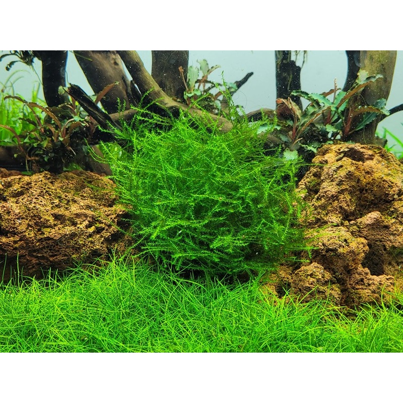 Tropica Aquarium Plants:  Leptodictyum riparium (TC)  Tropica 1-2-Grow!