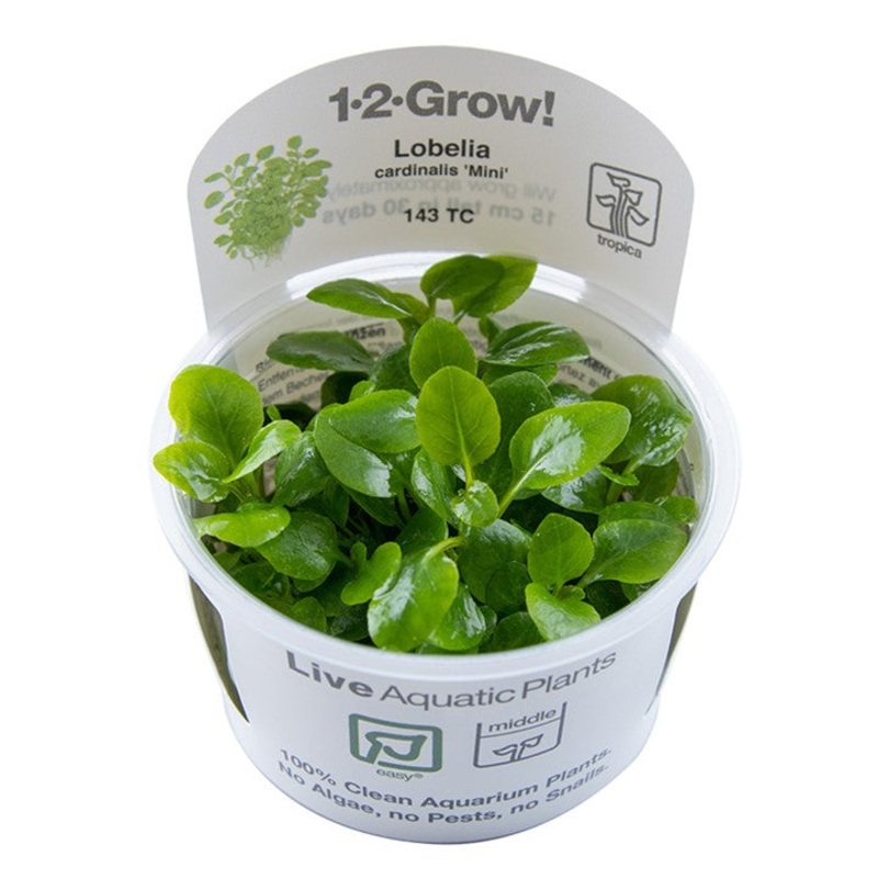 Tropica Aquarium Plants: Lobelia cardinalis 'Mini' (TC)  Tropica 1-2-Grow!