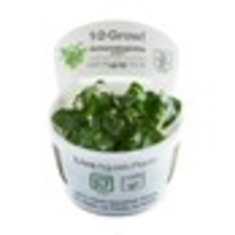 Tropica Aquarium Plants: Schismatoglottis prietoi  (TC)  Tropica 1-2-Grow!