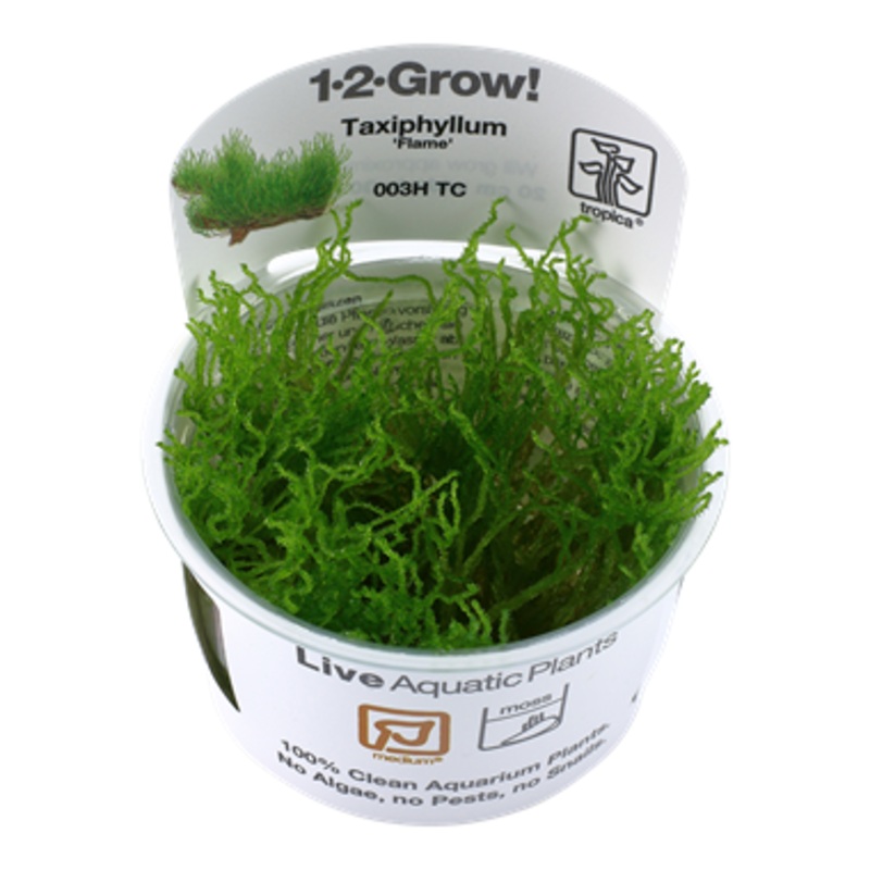 Tropica Aquarium Plants:  Taxiphyllum 'Flame' (TC)  Tropica 1-2-Grow!
