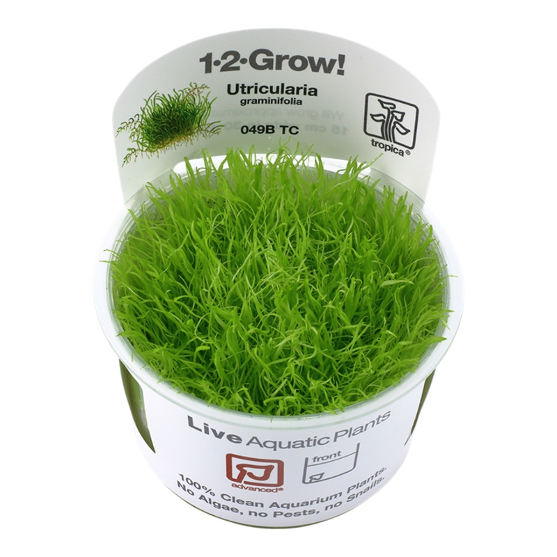 Tropica Aquarium Plants:  Utricularia graminifolia (TC) Tropica 1-2-Grow!