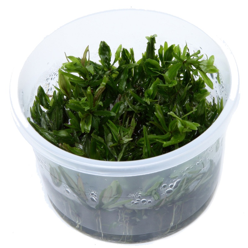 Tropica Didiplis Diandra (tissue culture)  Tropica 1-2-Grow!