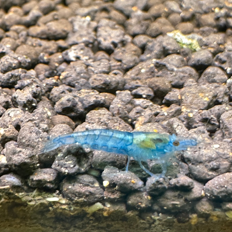 Blue Jelly shrimp (Neocaridina Davidi)